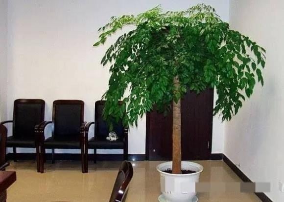 Điều đầu tiên cần nhắc đến là các loại cây có khả năng thanh lọc không khí rất tốt, đặc biệt phù hợp để trồng trong nhà.
