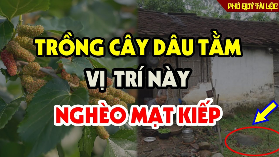 Theo người xưa, cây dâu tằm mang âm khí nặng, trồng trước nhà lâu ngày sẽ khiến âm khí ảnh hưởng đến cả ngôi nhà. Những người sống trong những ngôi nhà kiểu này lâu ngày thường gầy yếu và hay ốm vặt.  