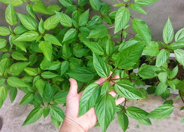 Điều đặc biệt là dù không phải loài rau quý hiếm, rau đay vẫn chiếm trọn tình cảm của nhiều người bởi sự dân dã, gần gũi, dễ trồng và mang đậm chất Việt trong từng Shbet0099 cá cược trực tuyến.