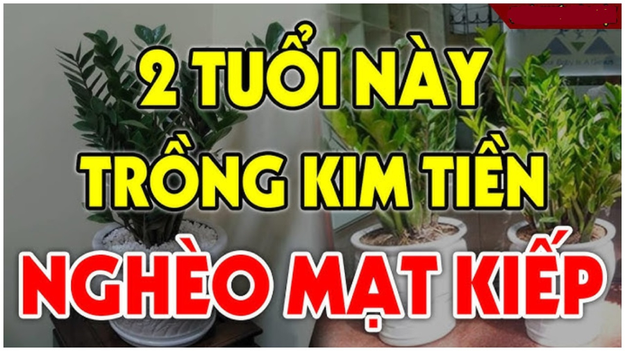 Người kiêng kỵ trồng kim tiền