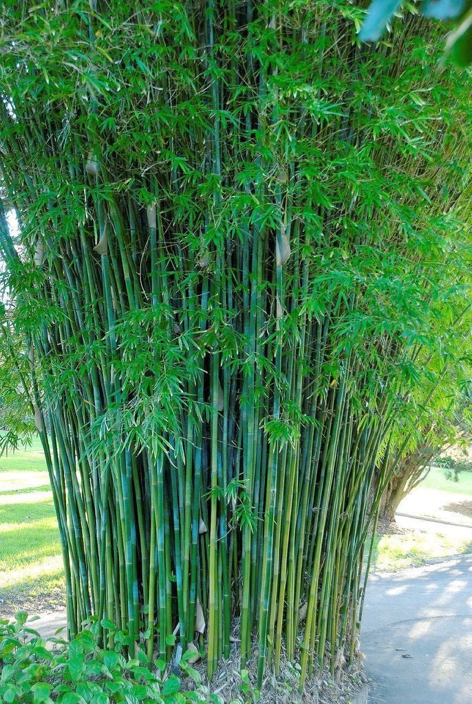 Tre trúc nở hoa thường gắn với tai ương