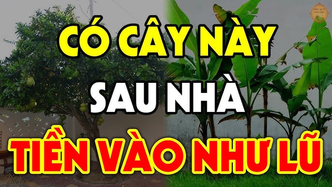 4 loại trồng cây hút lộc