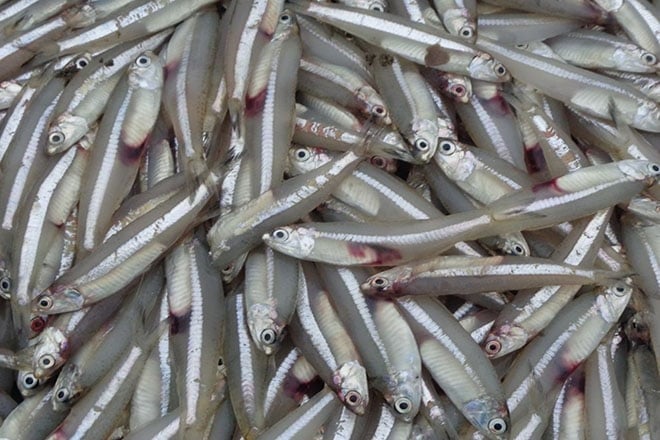 Tuy nhỏ bé nhưng cá cơm là “kho báu” dinh dưỡng từ biển cả. 