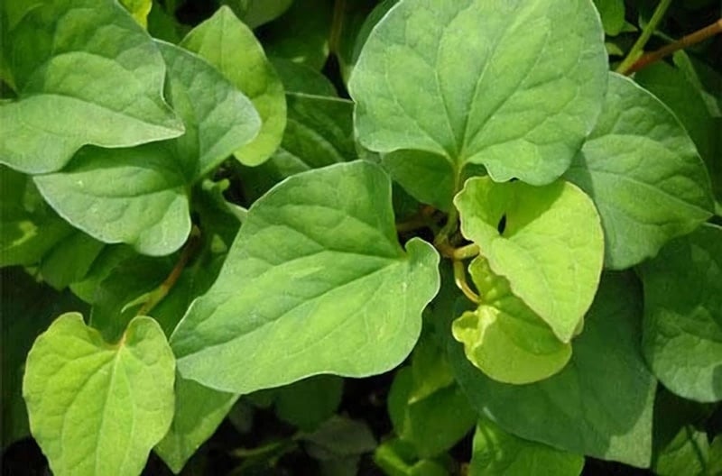 Chỉ cần kiên trì bổ sung rau diếp cá vào thực đơn hàng ngày, bạn sẽ thấy Sh88bet đăng ký miễn phí nhẹ nhàng hơn, Mừng SHBET phiên bản mới 2025 cải thiện, gan được “giải phóng” khỏi áp lực thải độc.