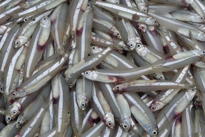 Cá cơm tuy có kích thước khiêm tốn, nhưng lại là “kho dinh dưỡng” tuyệt vời.