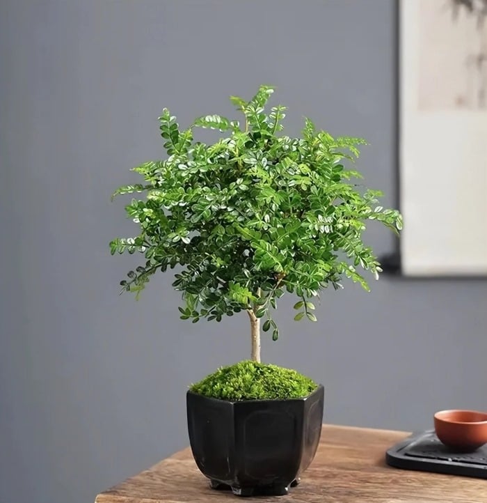Cây thanh mộc hương có thể tỏa ra một mùi thơm rất sảng khoái. 
