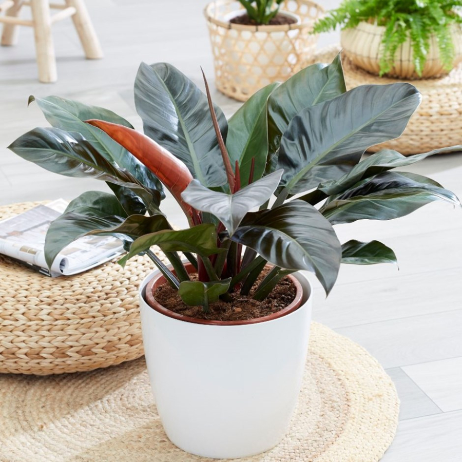 Cây Đại Đế Vương