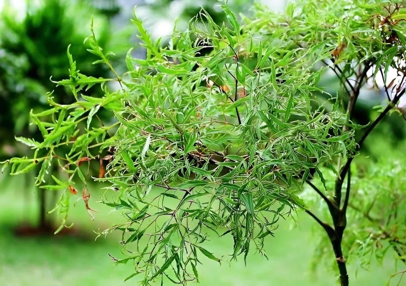 Cây đinh lăng được đặt đúng hướng không chỉ giúp cân bằng âm dương mà còn được tin là hỗ trợ cho gia chủ trong việc thu hút vận khí tốt, kích hoạt dòng chảy năng lượng thuận lợi