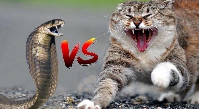 Mèo có thể dễ dàng né tránh các đòn tấn công của rắn và phản đòn bằng móng vuốt sắc nhọn. Mặc dù mèo có thể bị ảnh hưởng bởi nọc độc của rắn, nhưng khả năng kháng nọc độc của chúng tốt hơn so với nhiều loài động vật khác. 