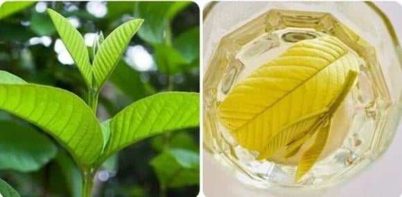 Việc tin rằng chỉ cần uống nước lá ổi mỗi ngày có thể chữa khỏi bệnh tiểu đường là một quan điểm hoàn toàn sai lầm và có thể gây hậu quả nghiêm trọng.    