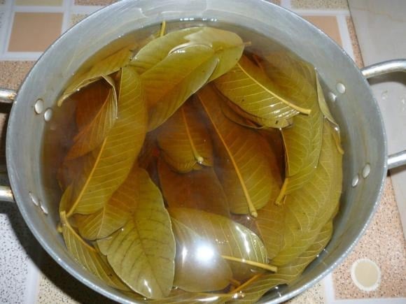 Trong y học hiện đại, một số Shbet888.com tỷ lệ cược cao cho thấy lá ổi chứa flavonoid, đặc biệt là quercetin – chất có khả năng ức chế enzym α-glucosidase, giúp làm chậm quá trình hấp thu carbohydrate và giảm đường huyết sau ăn.