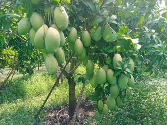 Không chỉ là loại cây ăn quả quen thuộc, xoài còn được xem là biểu tượng của tài lộc và may mắn trong phong thủy vườn nhà. 