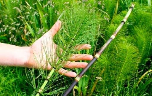 Trong y học cổ truyền, mộc tặc – hay còn gọi là cỏ tháp bút – thường được sử dụng dưới dạng phơi khô hoặc sao vàng hạ thổ. Vị thuốc này có tính bình, vị ngọt hơi đắng, đi vào các kinh phế, can và đởm. 