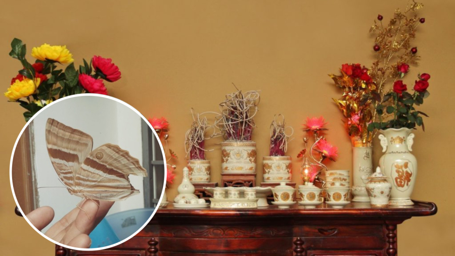Bướm đậu trên bàn thờ được coi là điềm lành.