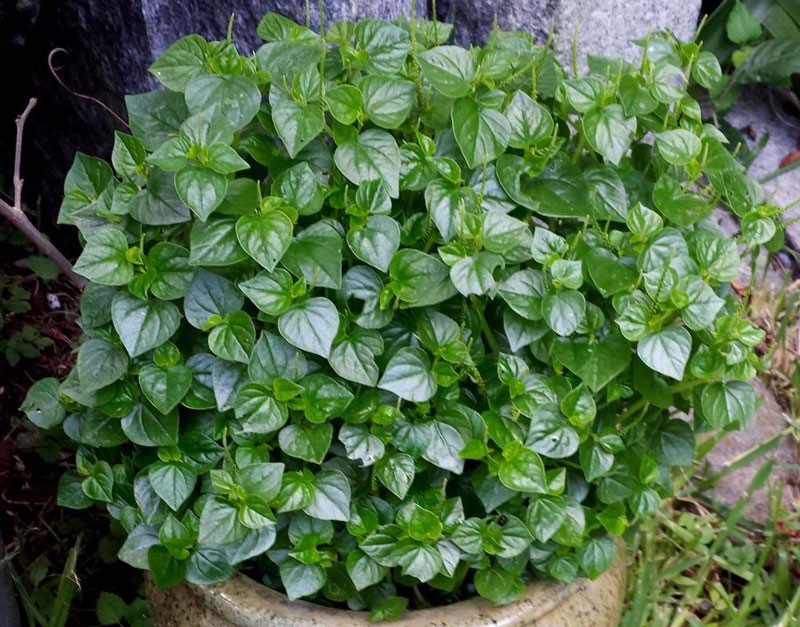 Rau càng cua là một loài rau thuộc họ Hồ tiêu. Đây là loại rau hoang dại, mọc nhiều nơi, sống trong vòng một năm, phân bố ở những khu vực có khí hậu nhiệt đới. 