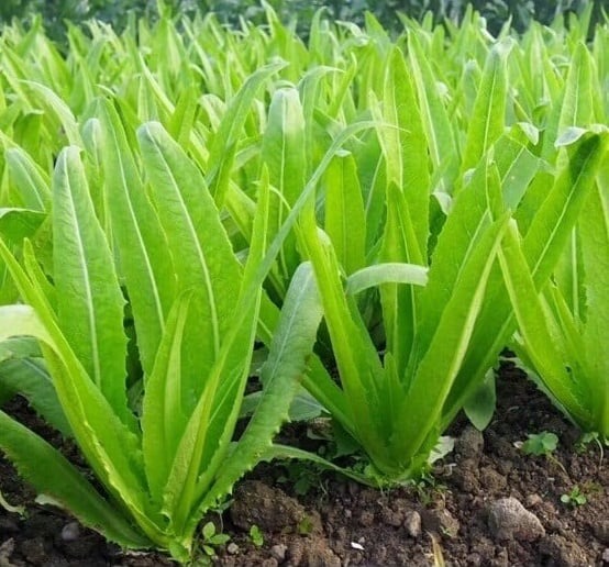 Không chỉ là loại rau gia vị dân dã, rau diếp thơm còn được đánh giá cao về giá trị dinh dưỡng. 