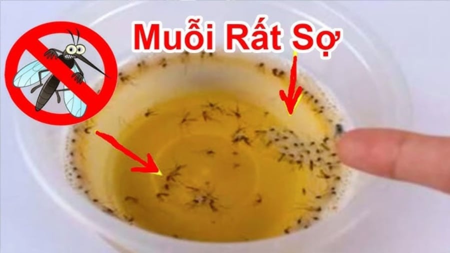 Muỗi sợ nhất bát 