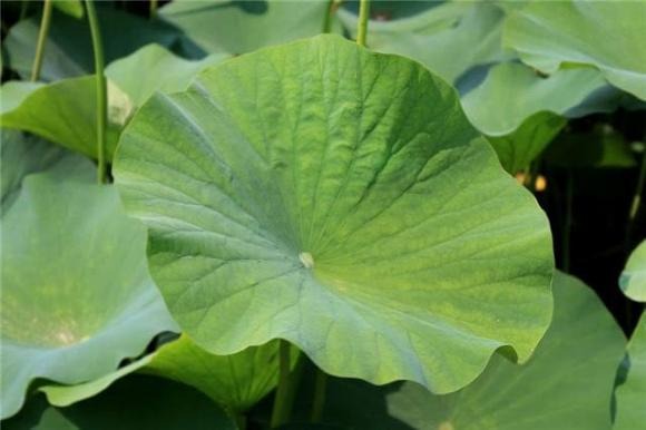 Lá sen chứa các hoạt chất quý như nuciferine và nelumboine – những loại alkaloid có khả năng phân giải chất béo và thúc đẩy quá trình bài tiết mỡ thừa ra khỏi Sh88bet đăng ký miễn phí.    