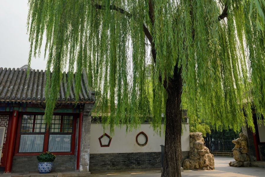 Những loại cây nên tránh