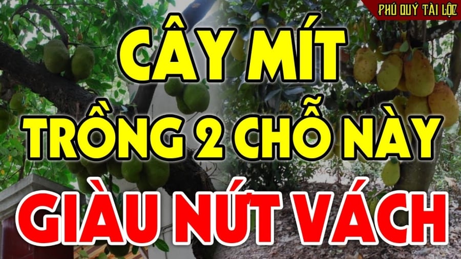 Không trồng cây mít trước nhà, ai buôn bán càng phải nhớ kĩ