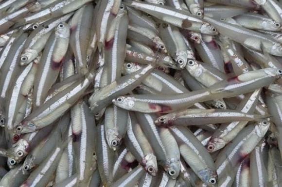 Nhỏ nhưng có võ, cá cơm là “viên ngọc quý” từ biển cả.