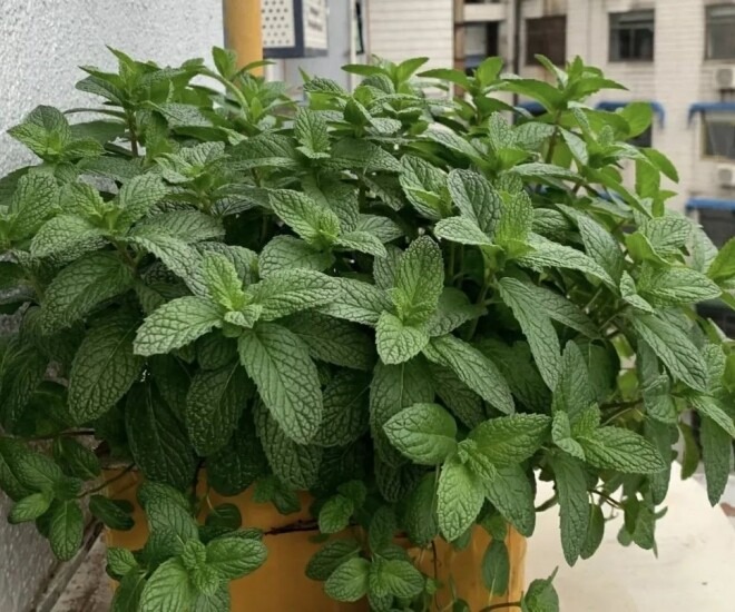 Bạc hà là loại cây thảo mộc có tác dụng thanh lọc không khí và mang lại cảm giác dễ chịu nhờ hương thơm mát lạnh đặc trưng. 