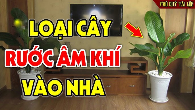 Mang cây âm vào nhà, Shbet111 slot, casino, thể thao, xổ số muốn giàu cũng khó, đó là những cây nào?