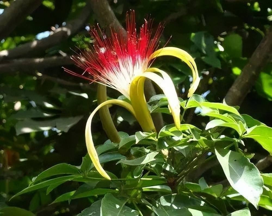 Cây kim ngân (Lonicera periclymenum) là cây cảnh rất phổ biến trong Shbet16 chơi game trực tuyến. 
