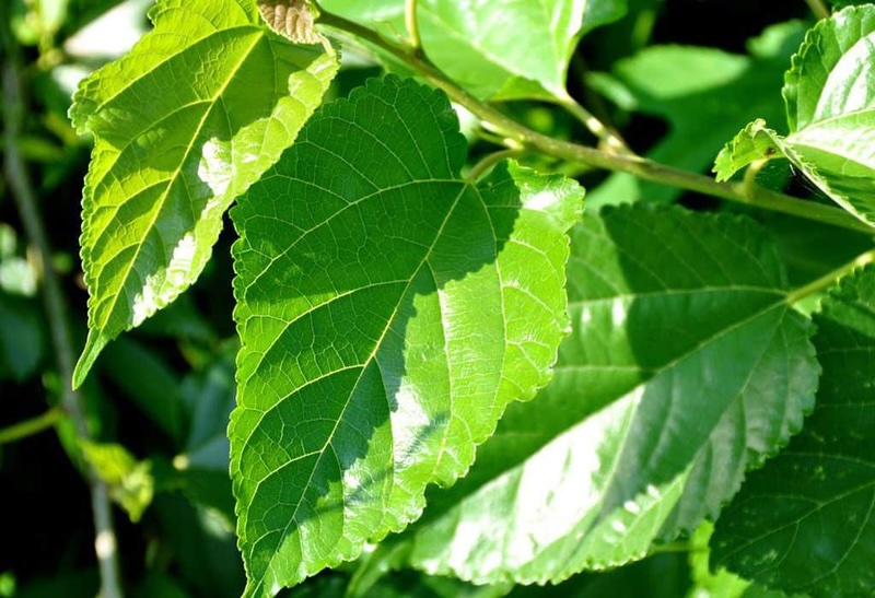 Việc sử dụng nước lá dâu tằm gội đầu đều đặn giúp da đầu sạch khỏe, kích thích lưu thông máu dưới da đầu, từ đó hỗ trợ tóc phát triển tốt hơn