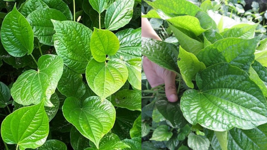 Lá lốt tốt cho sức khỏe nhưng không nên lạm dụng