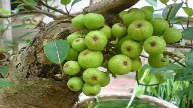 Trước nhà nên chọn dạng cây sung bonsai thay vì trồng cây lớn