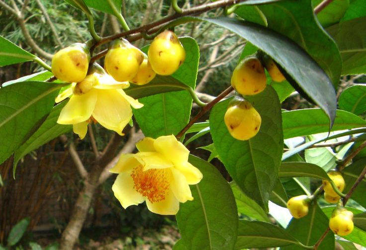 Trà hoa vàng đẹp long lanh rước lộc