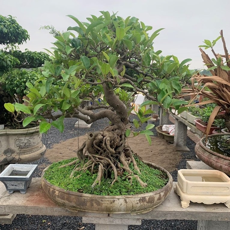4 loại cây 