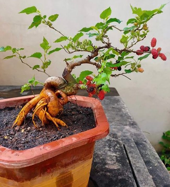 4 loại cây 
