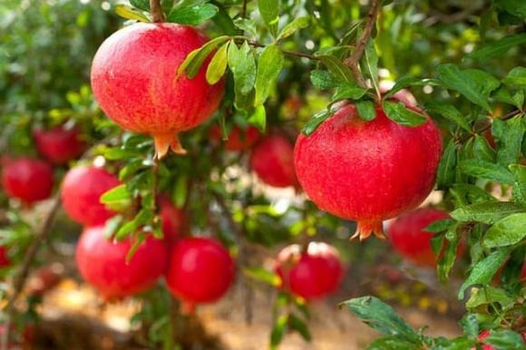 Không chỉ mang đến bóng mát và hoa trái ngọt lành, cây ăn quả lâu năm còn được xem là biểu tượng của sự sinh sôi, phát đạt và thịnh vượng bền vững. 