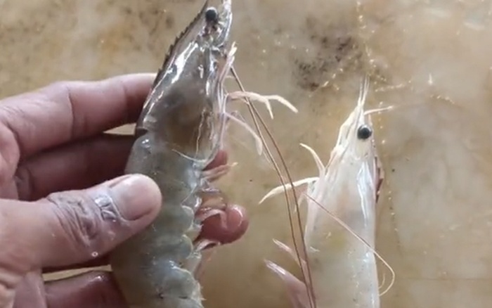 Muốn biết tôm nuôi hay tôm tự nhiên chỉ cần làm 1 việc, chẳng lo người bán qua mặt