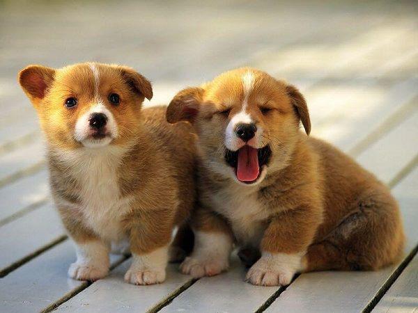 Vật nuôi trong nhà khỏe mạnh, hiền hòa    