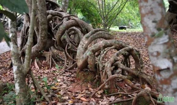 Rễ của cây đa rất khỏe và lan rộng, có thể xuyên qua lớp bê tông, phá hủy nền móng và kết cấu nhà ở nếu trồng quá gần.    