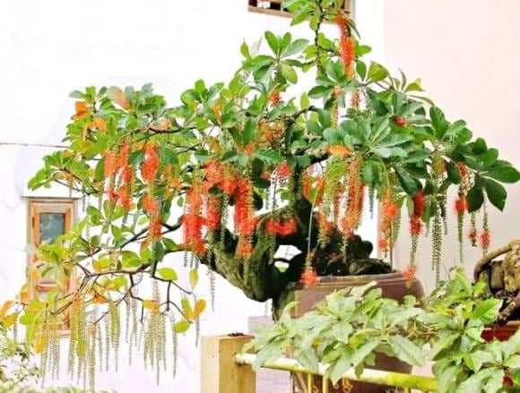 Mang cái tên đã đậm chất phong thủy, “lộc vừng” từ lâu được tin là cây cảnh hút tài lộc, mang lại phú quý, sung túc và may mắn cho Shbet111 slot, casino, thể thao, xổ số.