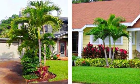 Việc trồng cây cau trước nhà vốn là hình ảnh quen thuộc trong làng quê Việt Nam. 