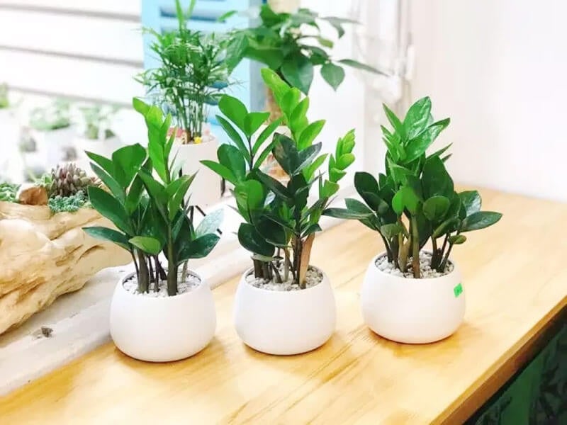 cay-kim-tien