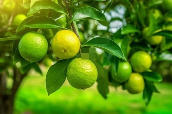 Những loại cây vừa có giá trị làm thuốc vừa có thể dùng làm thực phẩm là lựa chọn rất phù hợp để trồng trong nhà.