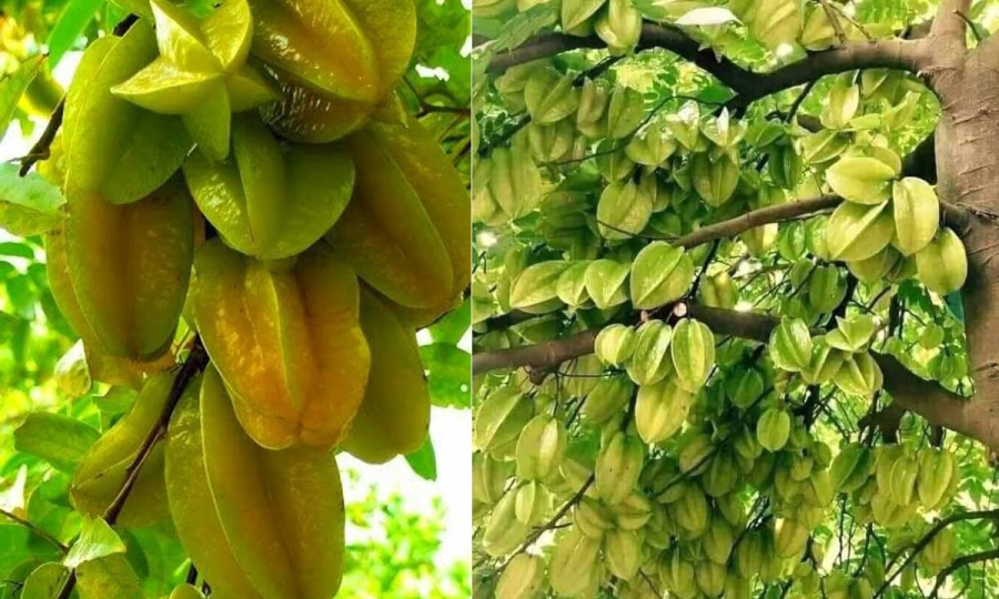 co-nen-trong-cay-khe-truoc-nha-khong-1