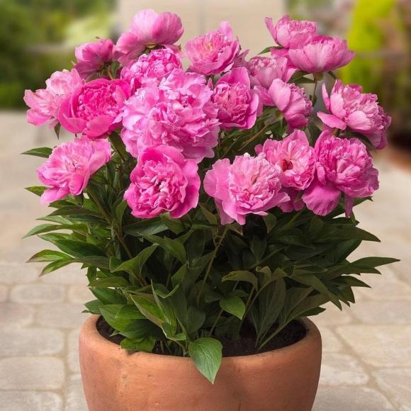 Được mệnh danh là “quốc sắc thiên hương”, mẫu đơn từ lâu đã gắn liền với hình ảnh giàu sang và quyền quý.