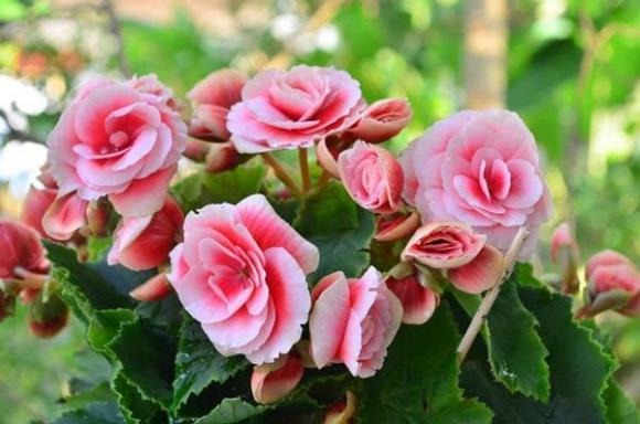 Không chỉ cuốn hút nhờ nét đẹp thanh lịch, hải đường còn được xem là loài hoa cát tường quen thuộc của văn hóa Á Đông.