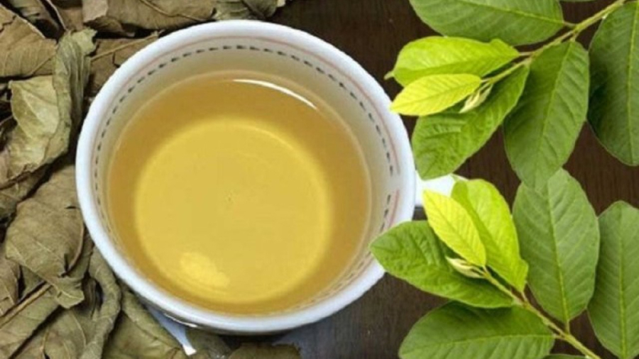 5 người này uống nước lá ổi là Thần Dược: Vừa trẻ, vừa khỏe, lợi đủ đường