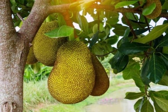 Cây mít thuộc nhóm cây thân gỗ, tán rộng, lá dày và thân lớn. Khi trưởng thành, cây có thể cao vượt cả mái nhà, tạo cảm giác nặng nề, thậm chí lấn át kiến trúc tổng thể.
