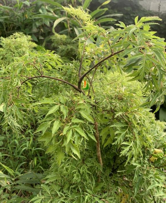Cây đinh lăng từ lâu đã gắn bó với đời sống người Việt, không chỉ là một loại cây cảnh đẹp mà còn mang giá trị dược liệu quý.
