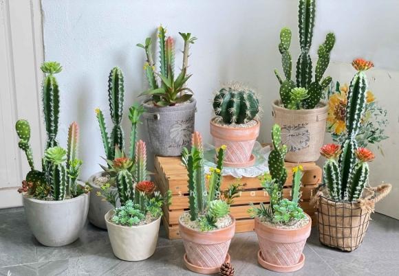 Xương rồng nổi tiếng dễ trồng, ít tốn công chăm sóc và có hình dáng độc đáo.