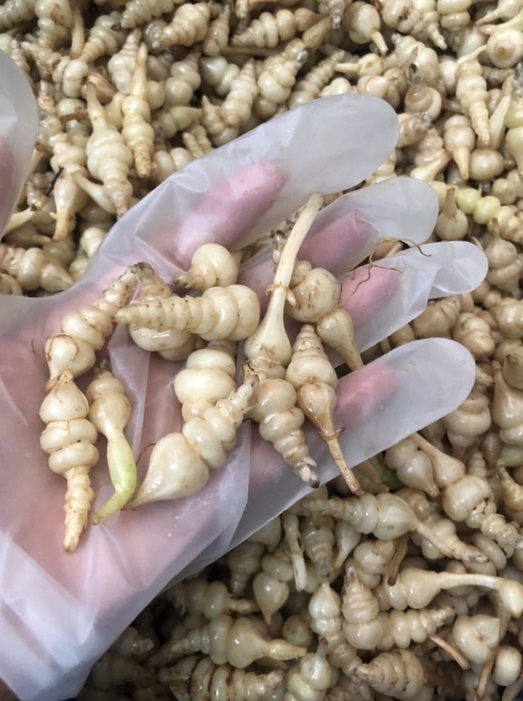 Người ta thường thu hoạch rễ của loại cây này để làm thuốc và chế biến nhiều Shbet0099 cá cược trực tuyến ngon.